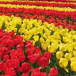 Met Prive Tuin, Dichtbij