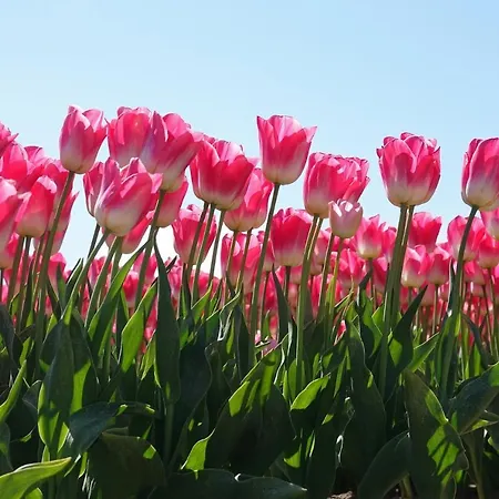 Met Prive Tuin, Dichtbij *