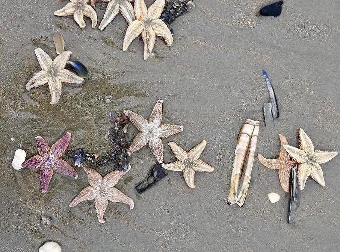 Dom wakacyjny Met Prive Tuin, Dichtbij *