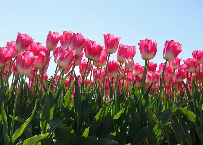 Met Privé Tuin, Dichtbij *